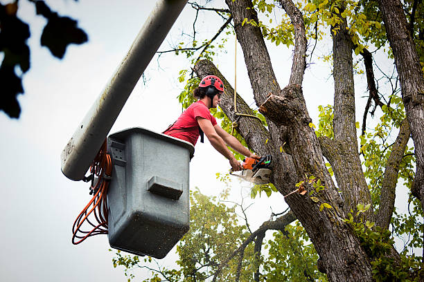 How Our Tree Care Process Works  in Grand Terrace, CA